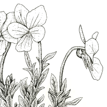 Violeta del Teide. Un progetto di Illustrazione tradizionale di Cristina Almansa - 19.10.2014