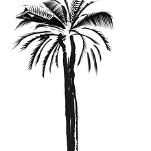 Síntesis de portada para proyecto fotográfico SUBTROPICO. Editorial Design, Graphic Design, and Photograph project by Joan Bosch Viñas - 03.09.2017