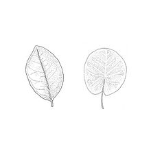 Plants . Un proyecto de Ilustración tradicional de Eliana Iñiguez - 17.03.2017