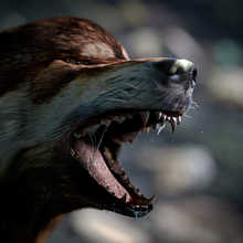 Lobo 3D. 3D project by David Martínez - 03.23.2017