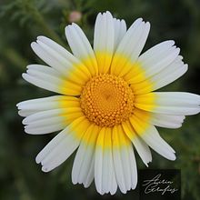 Flor de primavera . Photograph project by Irene Valera Vicent - 03.27.2017