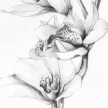 Botánica. Un progetto di Belle arti, Illustrazione tradizionale e Pittura di Blanca Ilustración - 27.03.2017