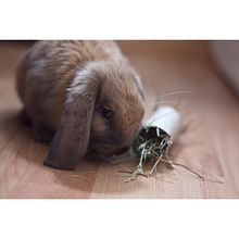 [The Beast Of Hay]. Un progetto di Fotografia di Nuria Varas Sancho - 31.03.2017