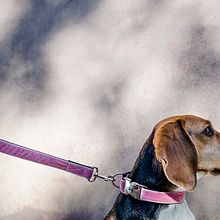 Dogui Dog . Fotografie și Publicitate de Dori Barranco Cabrerizo - 12.10.2016