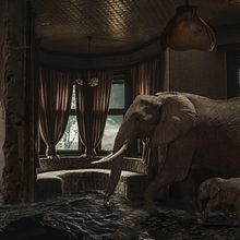 WILD. Photograph project by Cinos Aurio - 04.12.2017