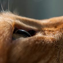 Animales. Photograph project by Vinca Page Llandres - 04.12.2017