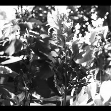 Selección Documental I. Film project by Mary Marcano Colmenares - 11.23.2017