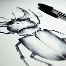 " Bellas alimañas  " - Técnica:  bolígrafo . Traditional illustration project by Begoña Górriz - 05.03.2016