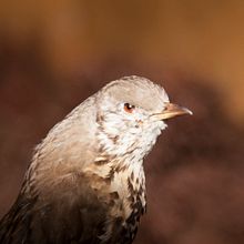 Womancheating.jpg. Projekt z dziedziny  Manager art, st, czn i Fotografia użytkownika Eugènia Font - 05.05.2016