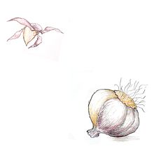 Bestiario fitometamórfico ilustrado del Dr.Chumb Ein Projekt aus dem Bereich Traditionelle Illustration und Design von Figuren von domae - 30.05.2017