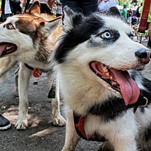 Animals / Animales. Photograph project by Yessika Gonzalez - 06.05.2017