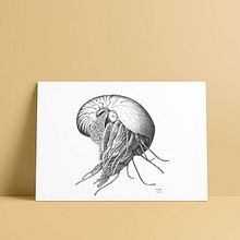 Nautilus | 2017 Ein Projekt aus dem Bereich Kunstleitung und Traditionelle Illustration von eluguina - 15.06.2017