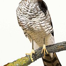 Accipiter nisus. Traditional illustration project by José Ramón Moro Capellán - 07.10.2017