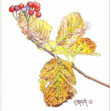 Sorbus aria. Traditional illustration project by José Ramón Moro Capellán - 07.10.2017