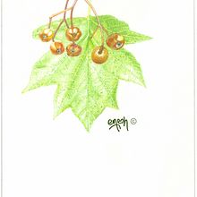 Sorbus torminalis. Traditional illustration project by José Ramón Moro Capellán - 07.10.2017