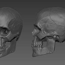 Skull Anatomy study Ein Projekt aus dem Bereich 3D, Bildende Künste, Kino, Kino, Video und TV, Skulptur, Infografik und VFX von carlos3d_r - 17.07.2017