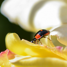 Parque Del Retiro - Macro. Photograph project by Darío Zárate - 07.19.2017