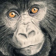 Gorila. Un progetto di Illustrazione tradizionale di Javier Lázaro - 19.07.2017