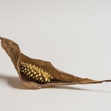 Metamorfosis Ein Projekt aus dem Bereich Fotografie von Fatima Garce - 31.07.2017