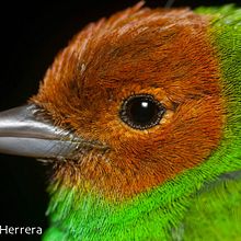 Vida Silvestre . % Kripsy Garcia tarafından hazırlanan Fotoğrafçılık projesi - 08.06.2017