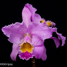 Orquídeas . % Kripsy Garcia tarafından hazırlanan Fotoğrafçılık projesi - 08.06.2017