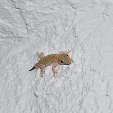 Mi Proyecto del curso: Introducción a la Fotografía digital. Día de paseo, observando animales.. Un proyecto de Fotografía de Alicia Duarte - 28.08.2017