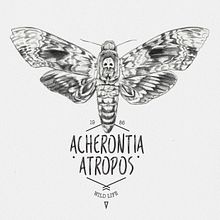ACHERONTIA ATROPOS. Traditional illustration project by miguel sastre - 08.30.2017