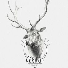 CERVUS. Traditional illustration project by miguel sastre - 08.30.2017