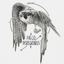 FALCO PEREGRINUS. Traditional illustration project by miguel sastre - 08.30.2017