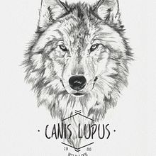 CANIS LUPUS. Traditional illustration project by miguel sastre - 08.30.2017