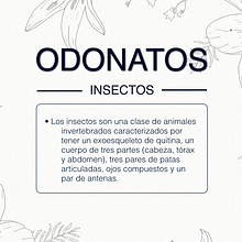 Diseño interactivo. Odonatos. Graphic Design, Interactive Design, Education, Music, Video & Infographics project by Isabel Magan Gonzalez - 09.18.2017