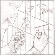 el criador de canarios. Traditional illustration project by Carlos Pinel Plaza - 09.22.2017