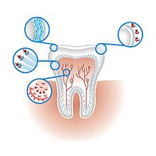 Infografía de Dientes • Euromedice. Fine Arts, Design, Traditional illustration & Infographics project by Carina Stinga - 09.26.2017