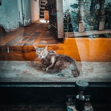 Fotografía. Animal. Fotografia, e Retoque fotográfico projeto de Mauro Castañeda Fonseca - 29.09.2017