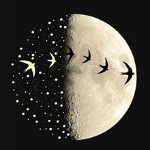 Moonwatching. Een project van  Ontwerp y Vectorillustratie van María León - 20.03.2015