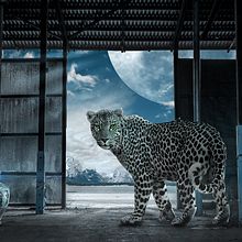 Leopardo luz de luna. Un projet de Design graphique de Miguel Guasch - 07.10.2017