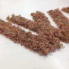WOOD. Lettering project by Annabel Fernández Baños - 11.05.2017