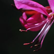 Detalls Ein Projekt aus dem Bereich Fotografie von Ester Rafael - 24.10.2017