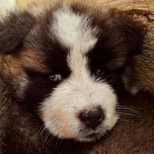 Akita Ein Projekt aus dem Bereich Fotografie von Damaris Ochoa - 29.10.2017