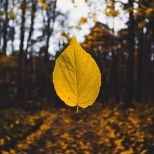 Autumn . Un progetto di Motion graphics di Diego Delgado Elguera - 16.11.2017