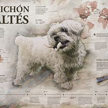 Infografía Bichón Maltés. Un progetto di Graphic design, Illustrazione tradizionale, Infografica e Tipografia di Marta Mena González - 22.11.2017