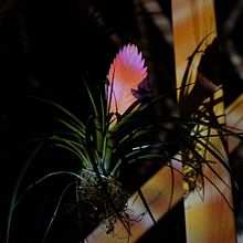 TEMPS DE FLORS. 3D, Animation, Architecture, and Design project by Javier - 05.13.2016