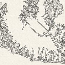 Botanic illustrations. Traditional illustration project by Daniel Belchí - 12.01.2017