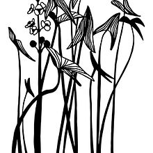 Ilustraciones botánicas para serigrafía. Ilustração tradicional, Ilustração vetorial, e Serigrafia projeto de Raquel Ligero - 01.01.2016