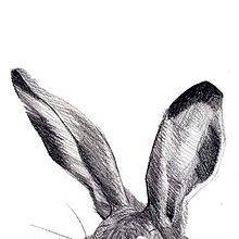 Lepus Granatensis. Ilustração tradicional projeto de Raquel Ligero - 01.01.2015