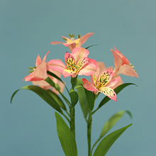 Alstroemerias (Flores) . Un progetto di Belle arti, Interior design e Paesaggismo di Diana Beltran Herrera - 07.12.2017