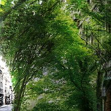 Mi Proyecto del curso: Naturaleza Ein Projekt aus dem Bereich Grafikdesign von Studioquick - 28.12.2017