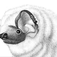 Murciélagos de Chile. Fine Arts, Design, and Traditional illustration project by Marcela Nuñez - 03.15.2003
