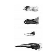 Diferentes picos de aves. Fine Arts, Design, and Traditional illustration project by Marcela Nuñez - 04.15.2003