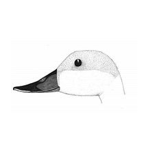 Pato chileno. Fine Arts, Design, and Traditional illustration project by Marcela Nuñez - 05.15.2003